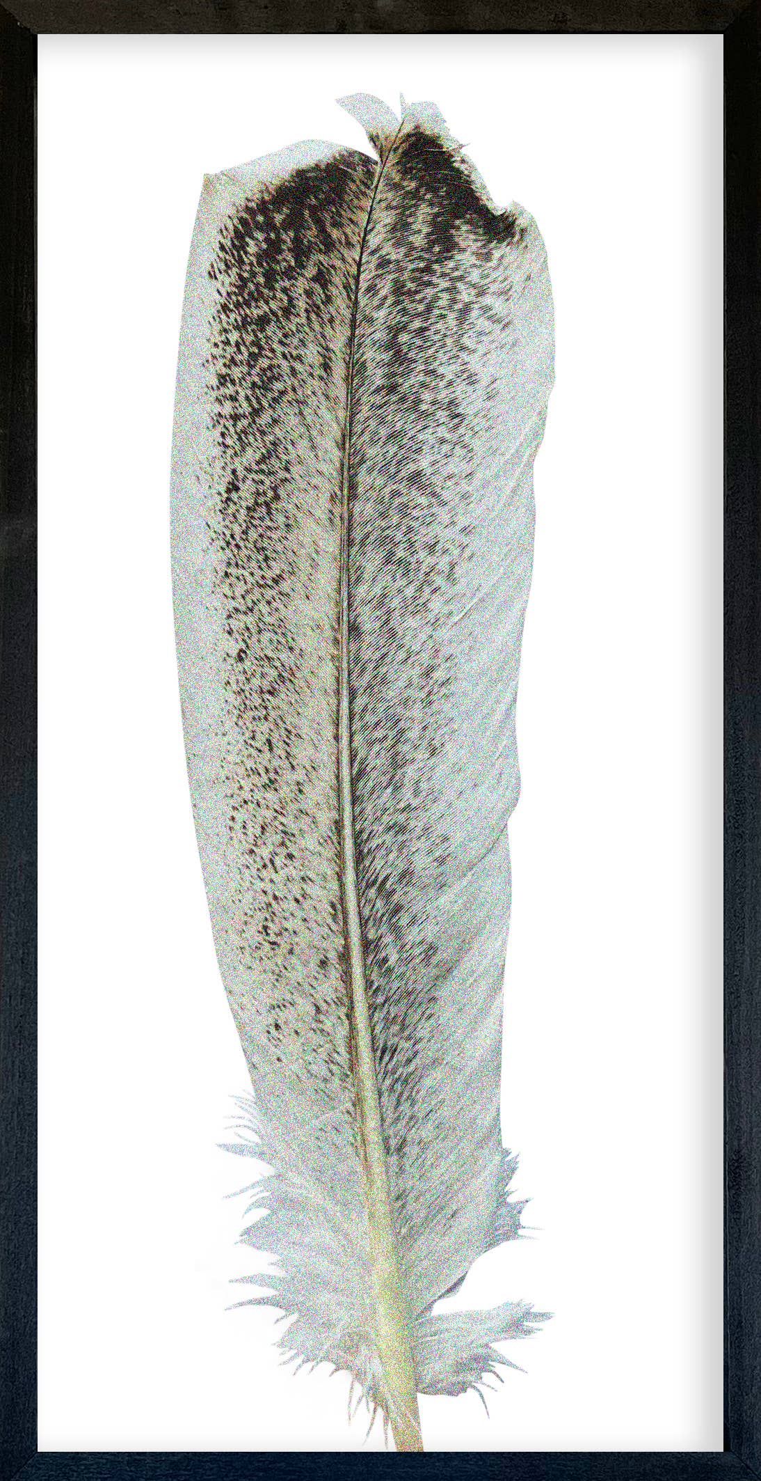 35x18 Feather Collection
