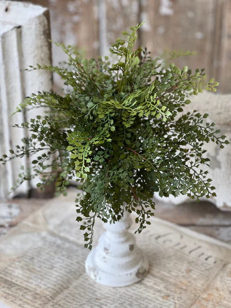 Damsel Fern Bush | 16"