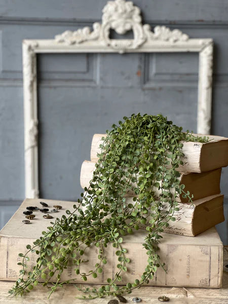 weeping hanging plants Boutonniere Vine Hanging