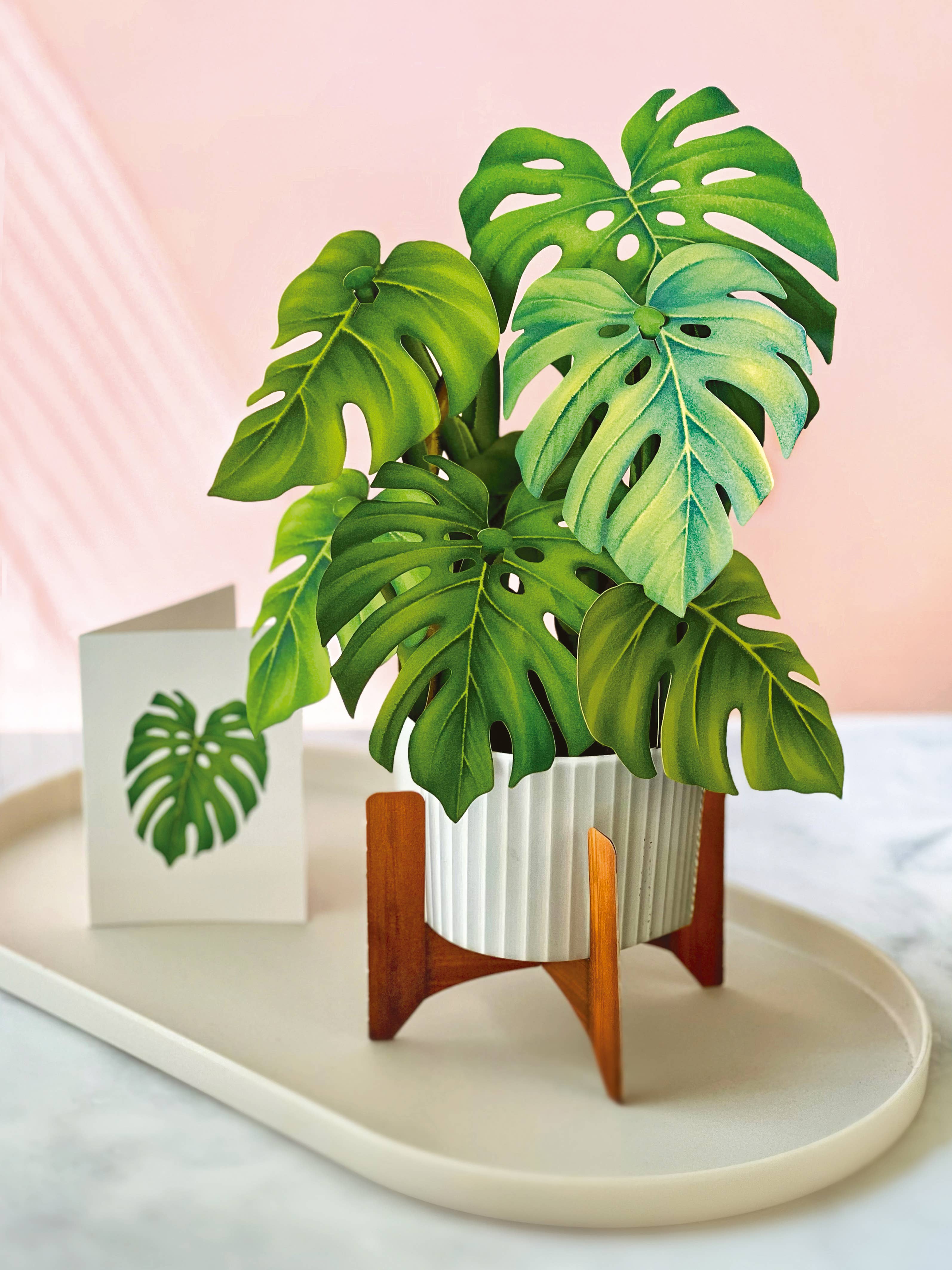 Monstera Plant (Pop-up Greeting Card)