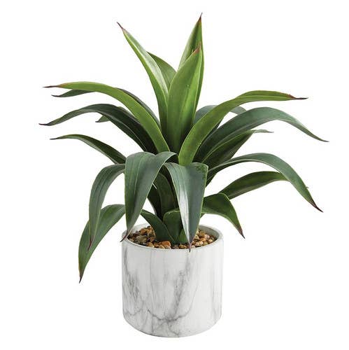 Big Agave In Marble Pot