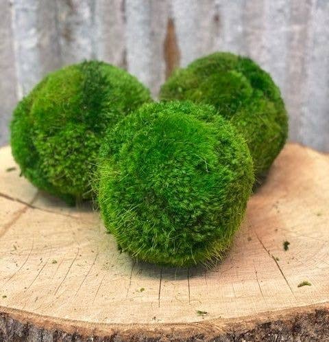 6'' Large Moss Ball