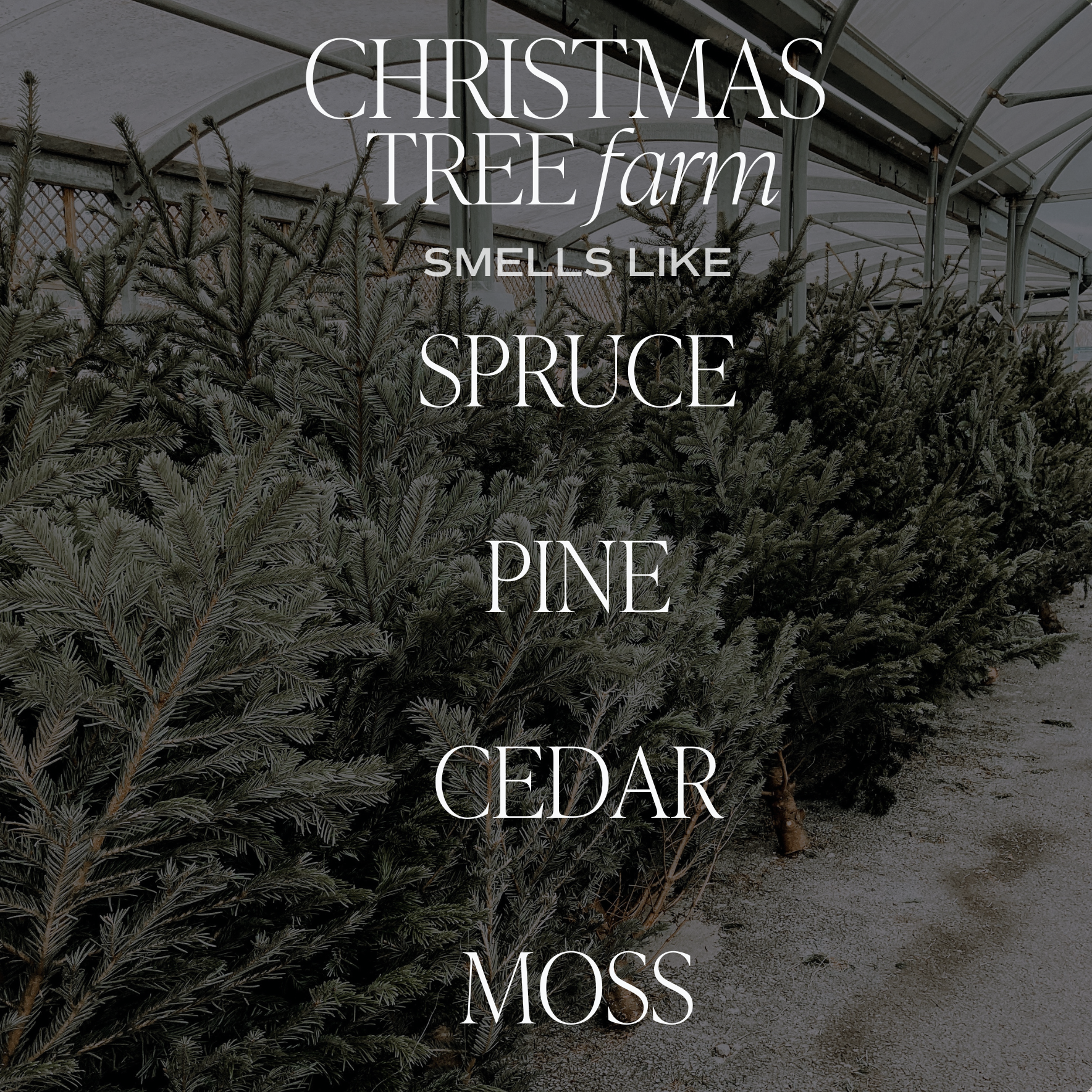 Christmas Tree Farm 15 oz Matte Soy Candle
