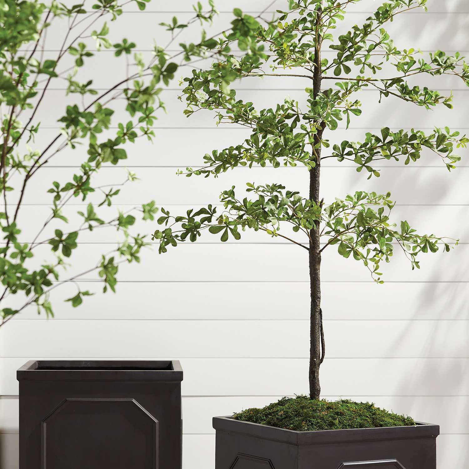 SHADY LADY BLACK OLIVE TREE DROP-IN 76"