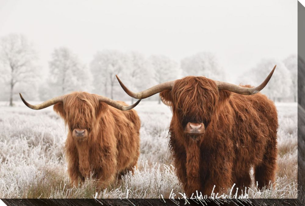 Scottish Highlanders