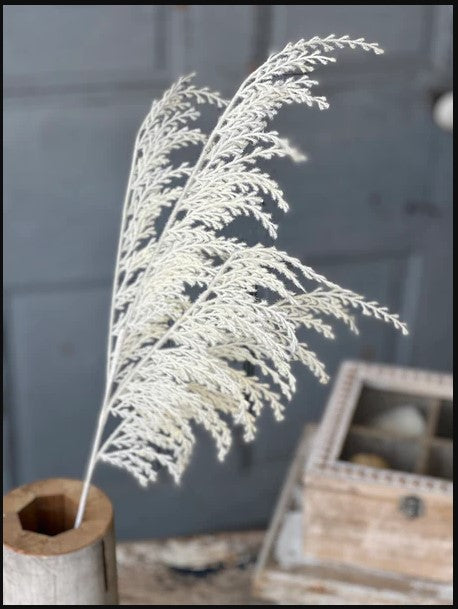 Flossy Meadows Pampas Grass | 30"