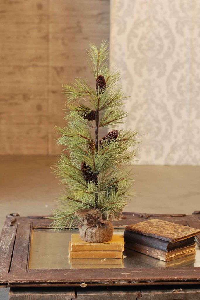 Longleaf Pine Tree with Burlap