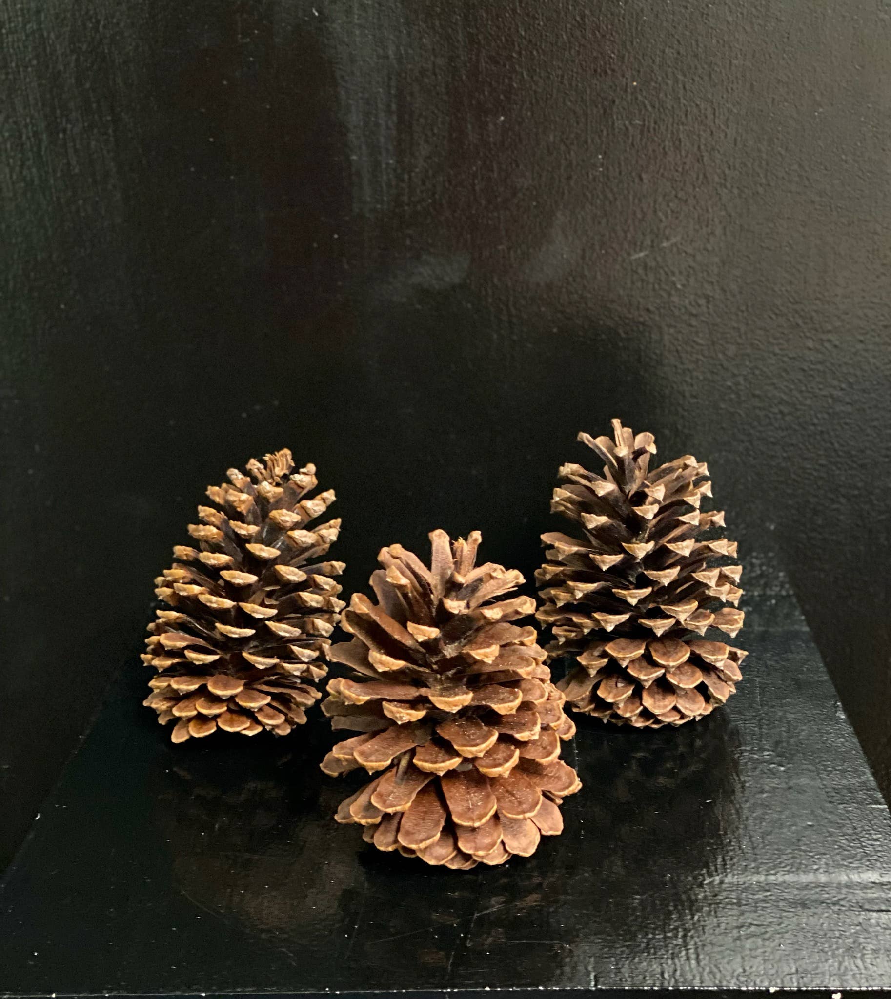 Ponderosa Pine Cones: Natural