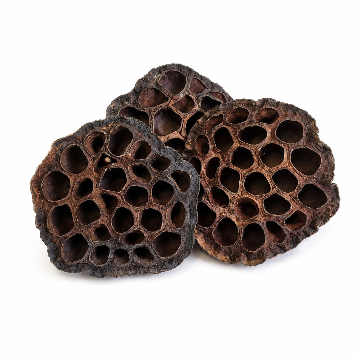 Pinecones and Pods