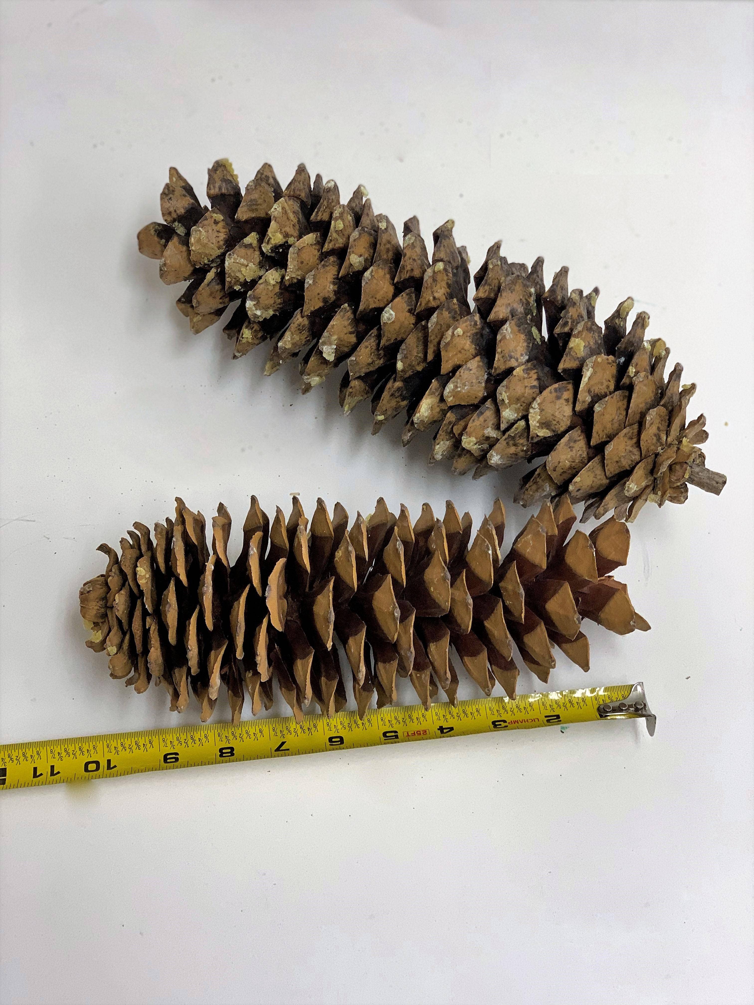 Giant Sugar Pine Cones