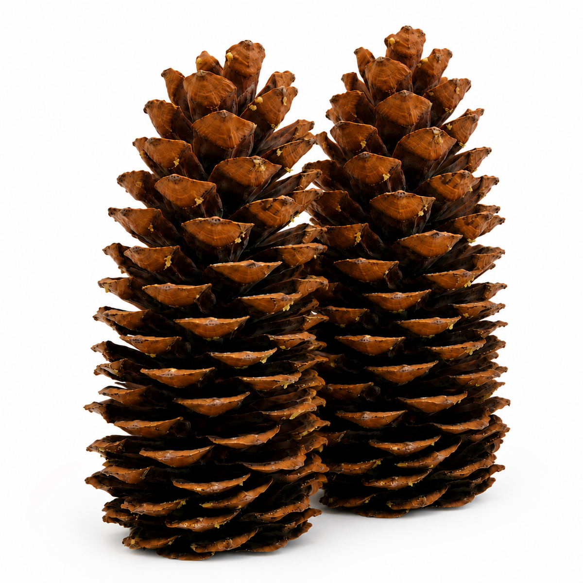Natural Sugar Pinecones - 9-14 Inches Tall