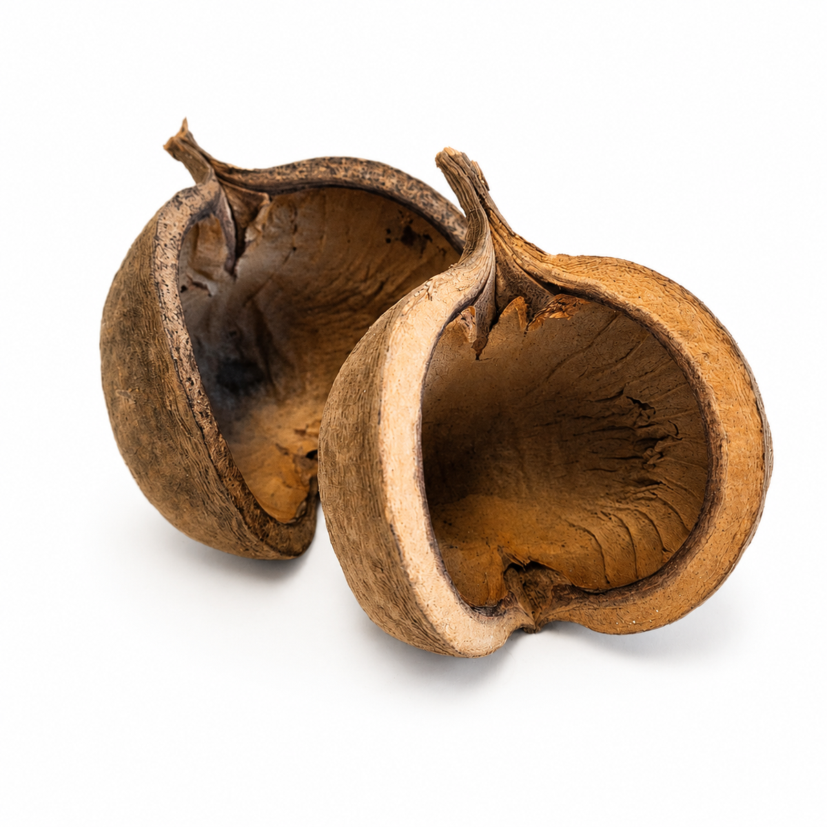 Streculia (Buddha) Pods for Aquariums & Terrariums