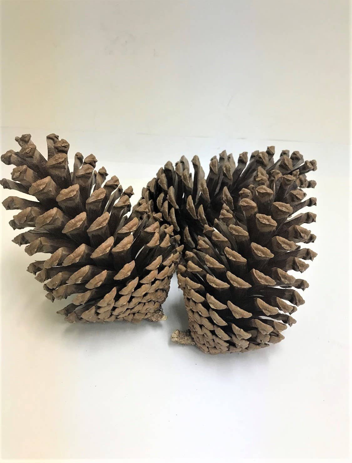 Extra Large Slash Pinecones