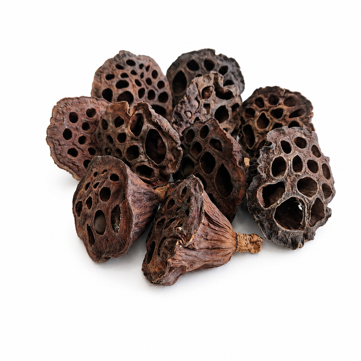 Mini Lotus Pods for Aquariums & Terrariums