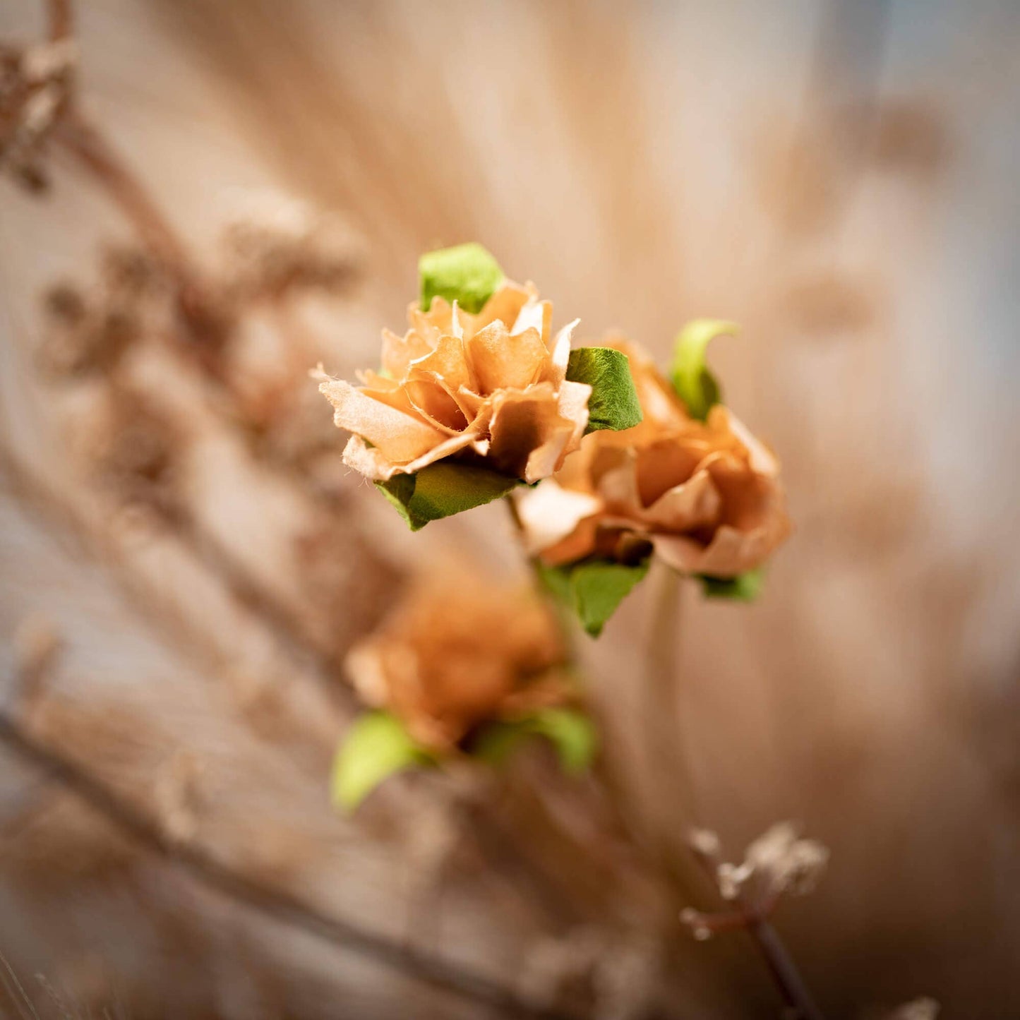 PAMPAS GRASS BERRY PICK