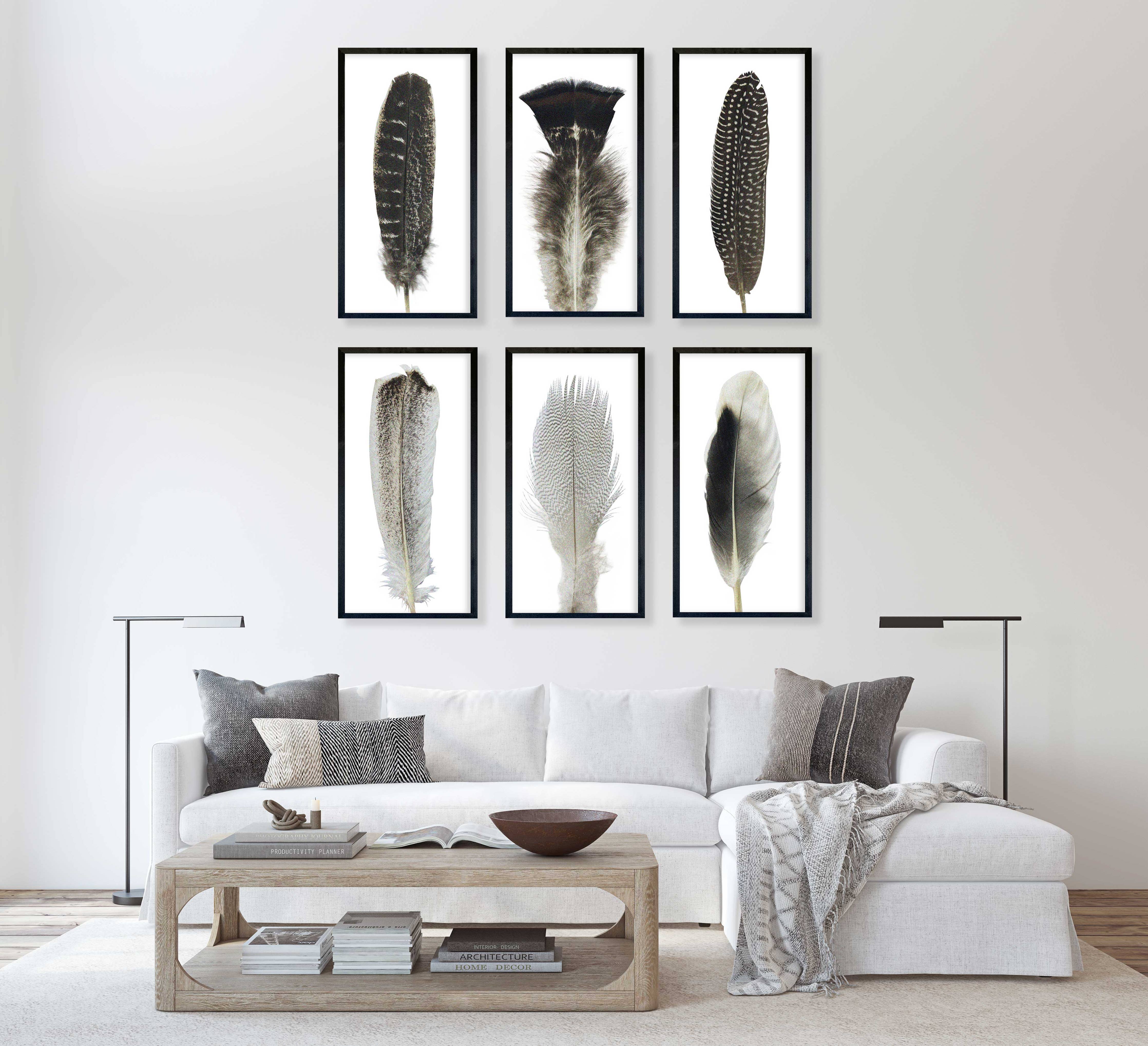 35x18 Feather Collection