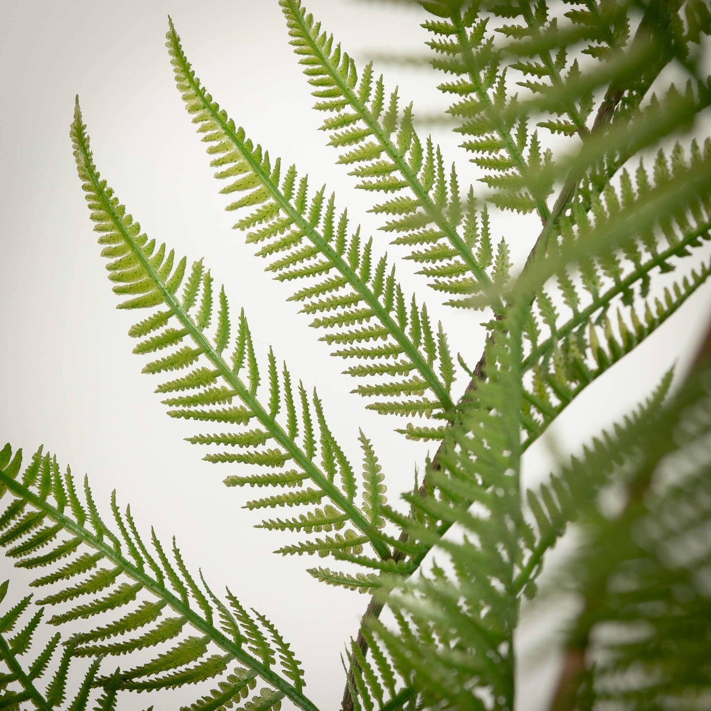 HIGH POTTED FIDDLEHEAD FERN