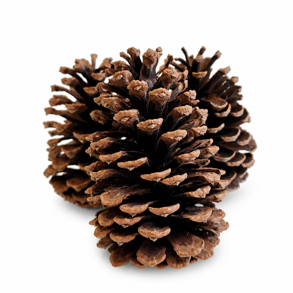 Natural Slash Pinecones -4-6 Inches Tall