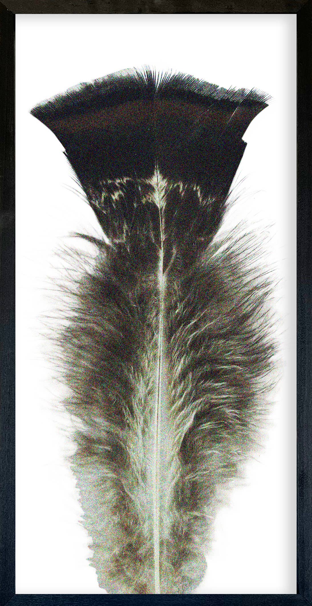 35x18 Feather Collection