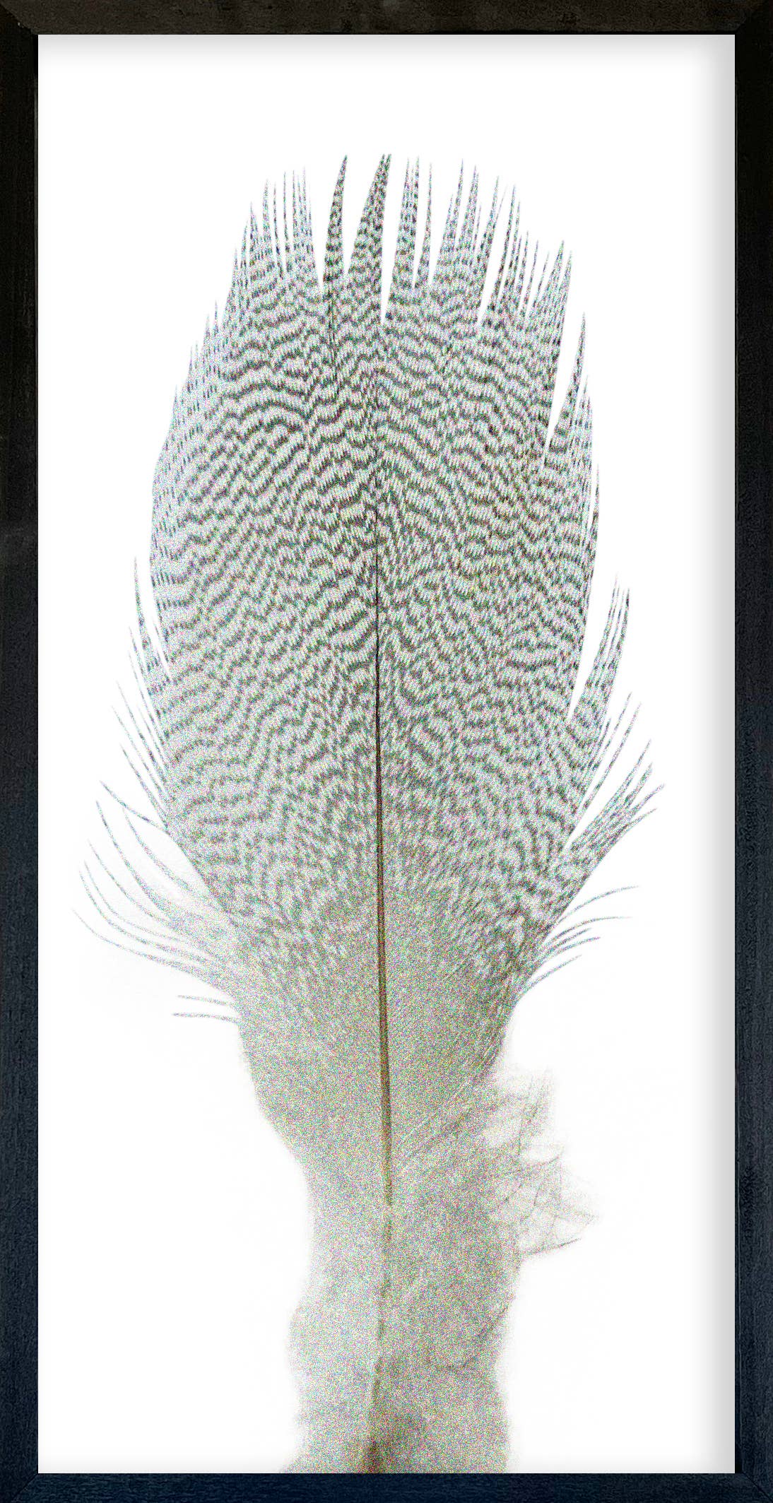 35x18 Feather Collection