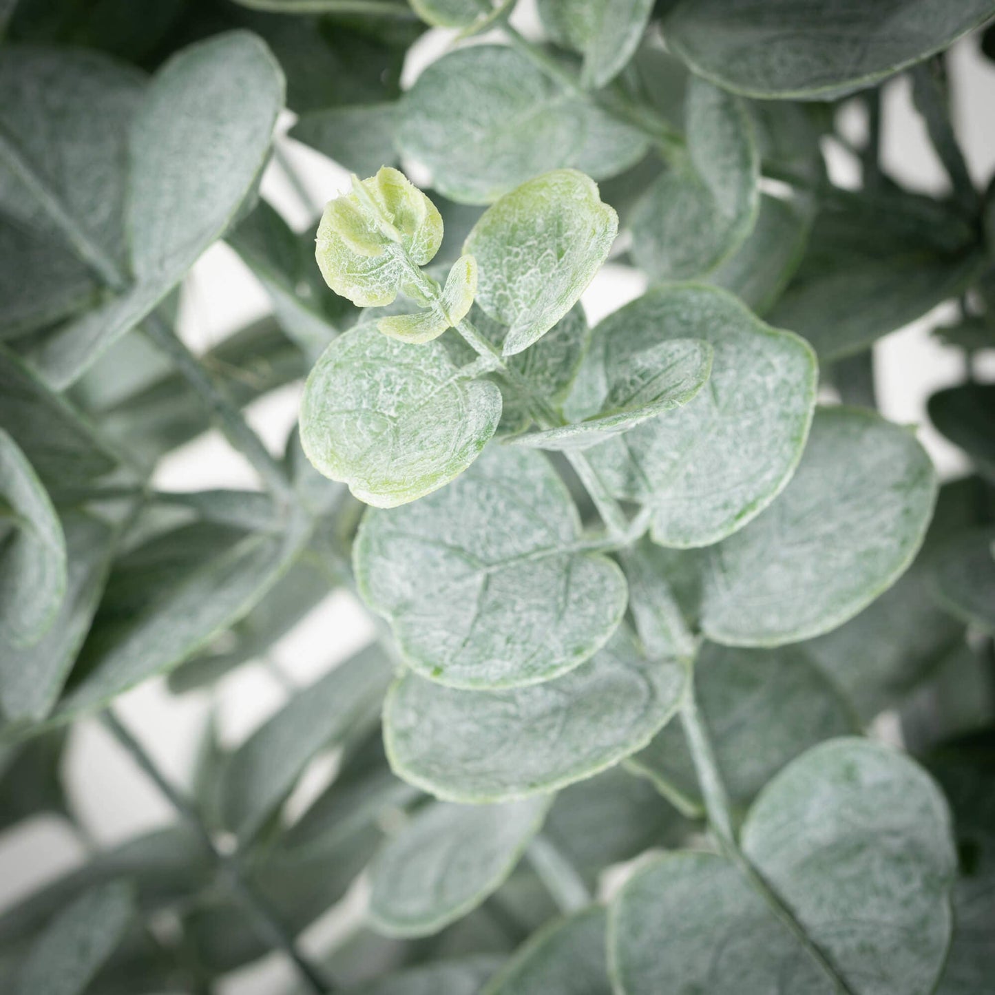 POTTED EUCALYPTUS TREE