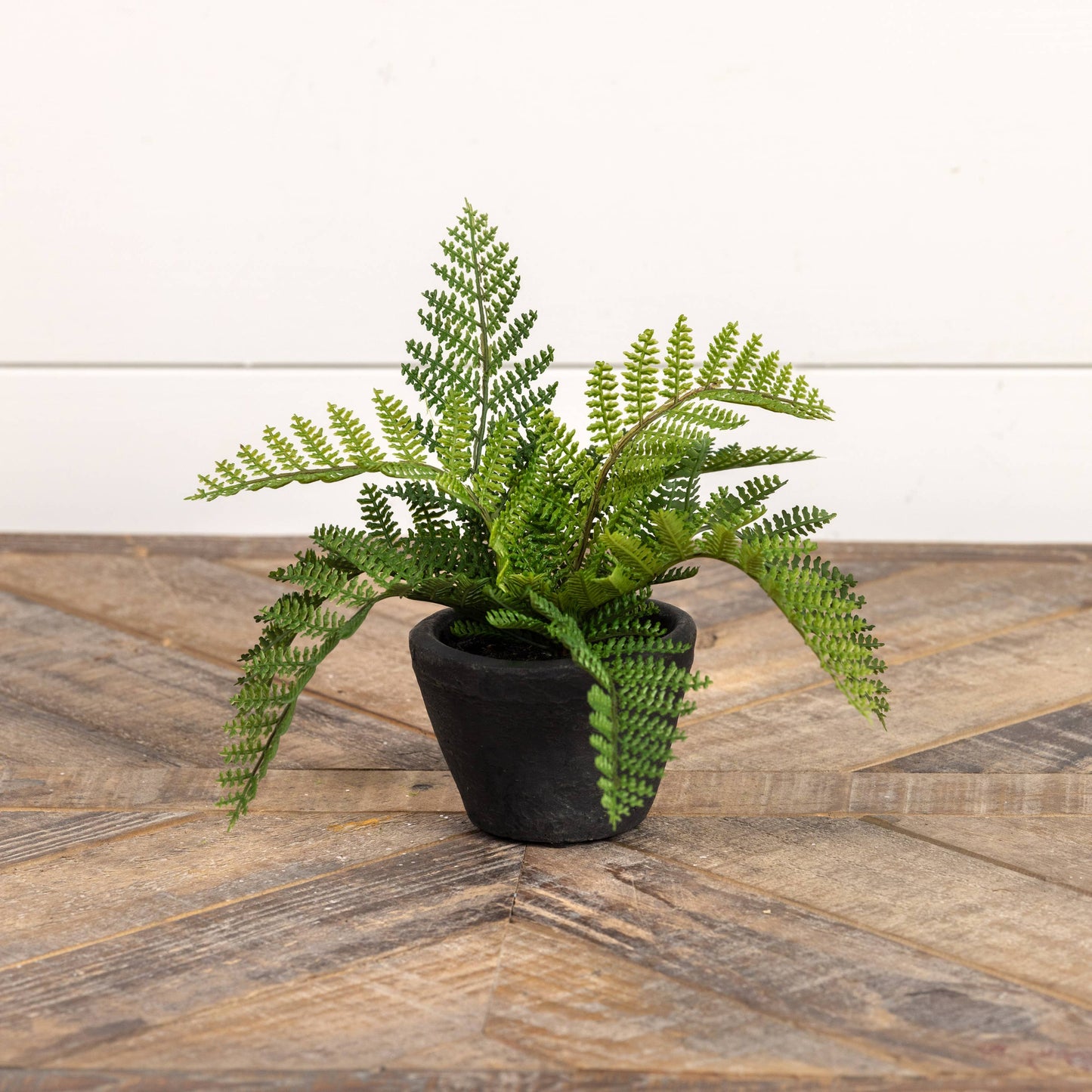 9" HAY-SCENTED FERN IN CHARCOAL CERAMIC POT