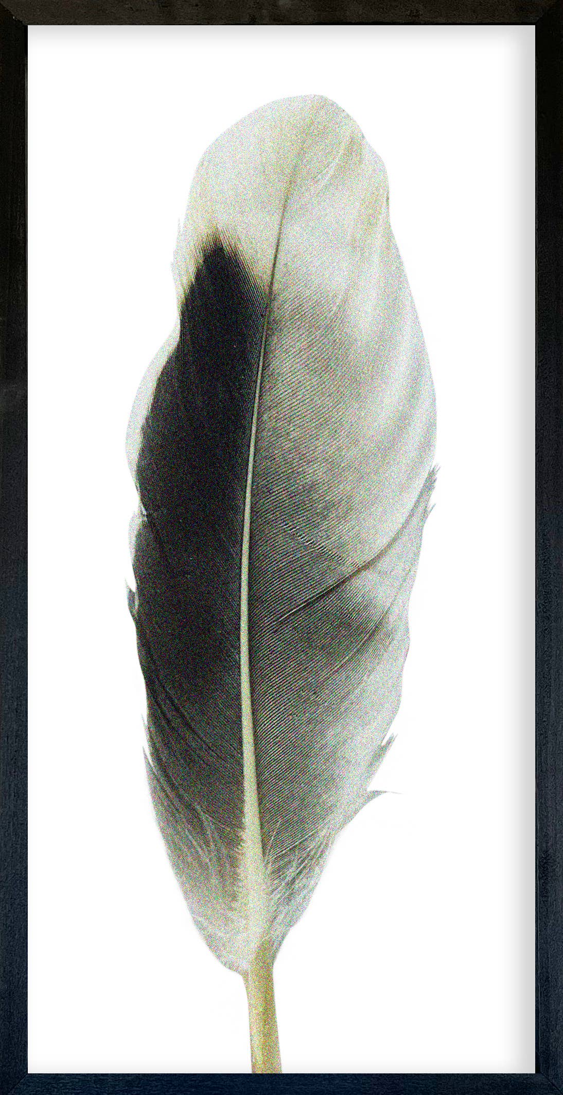 35x18 Feather Collection