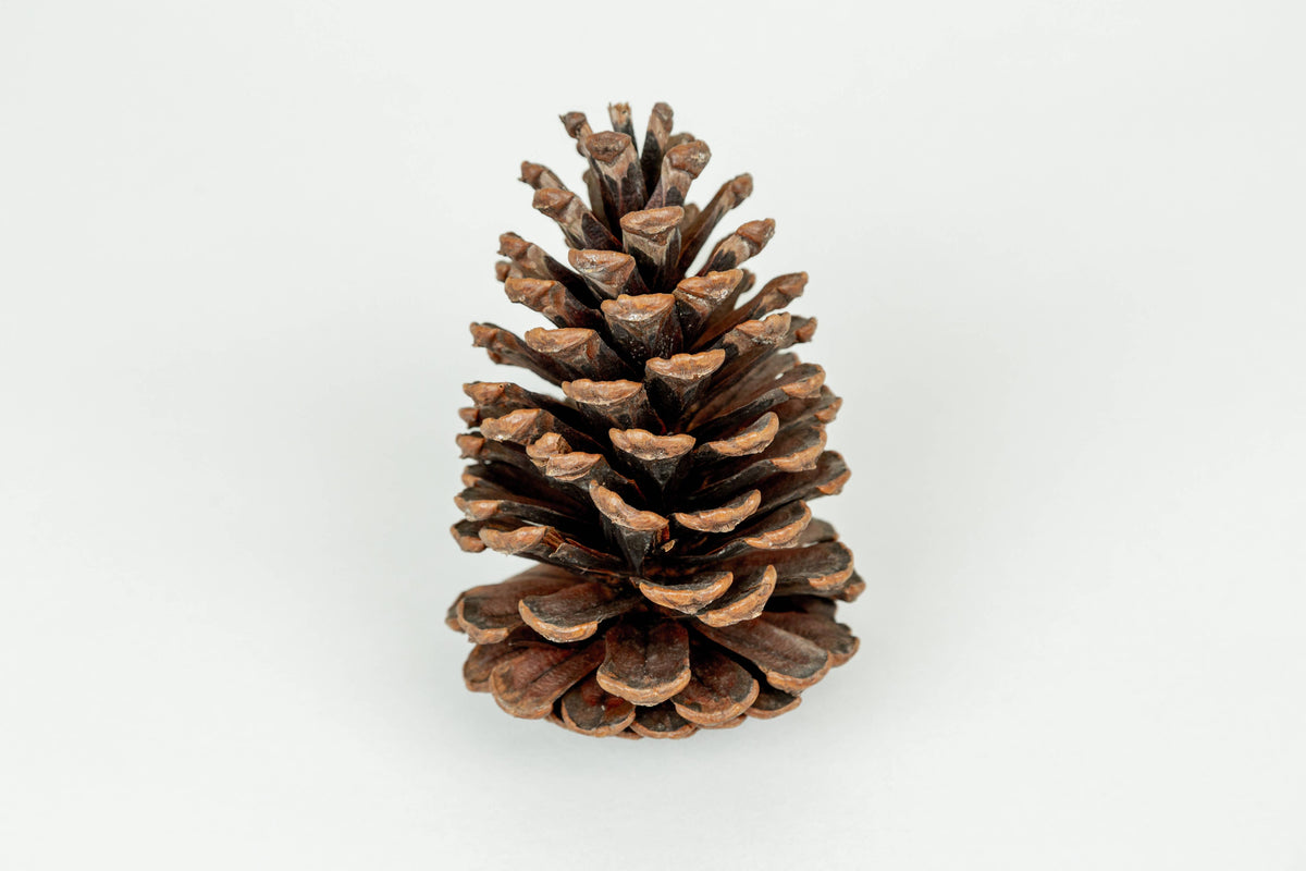 Natural Slash Pinecones -4-6 Inches Tall