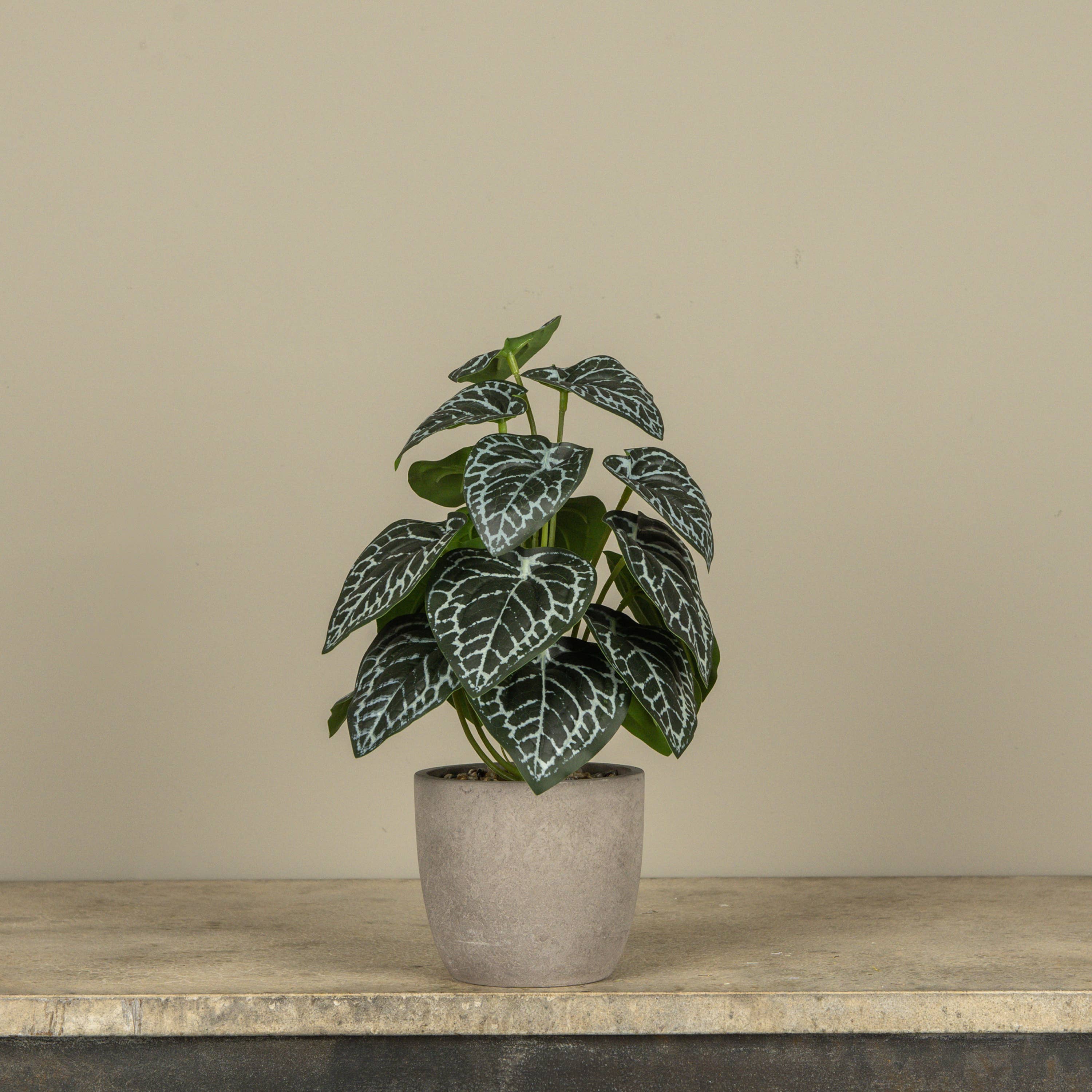 13.5" POTTED HOSTA