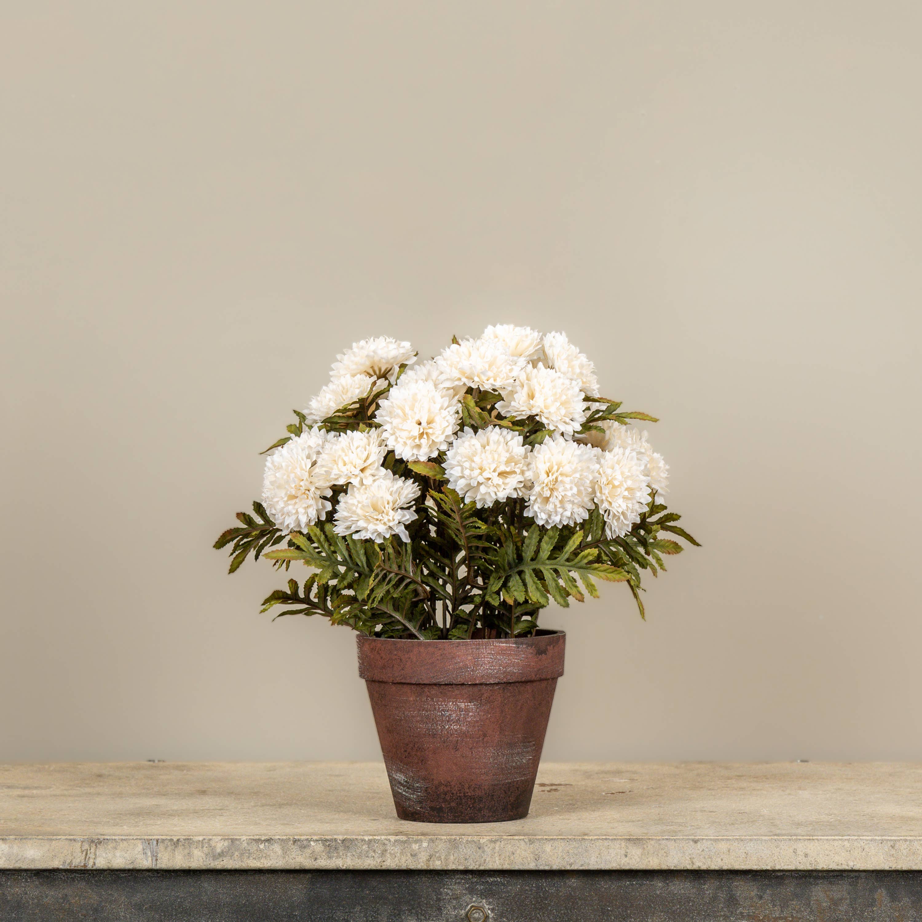 POTTED CREAM MUMS