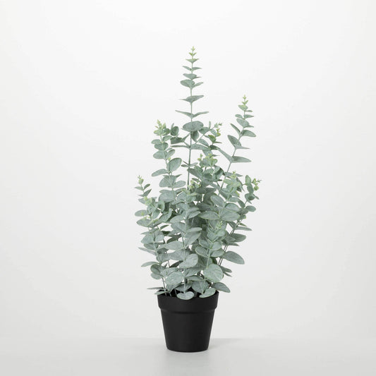 SMALL POTTED EUCALYPTUS TREE