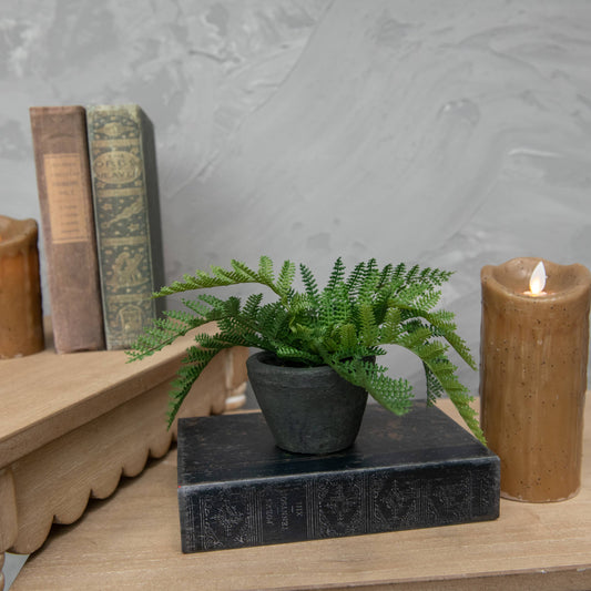 9" HAY-SCENTED FERN IN CHARCOAL CERAMIC POT