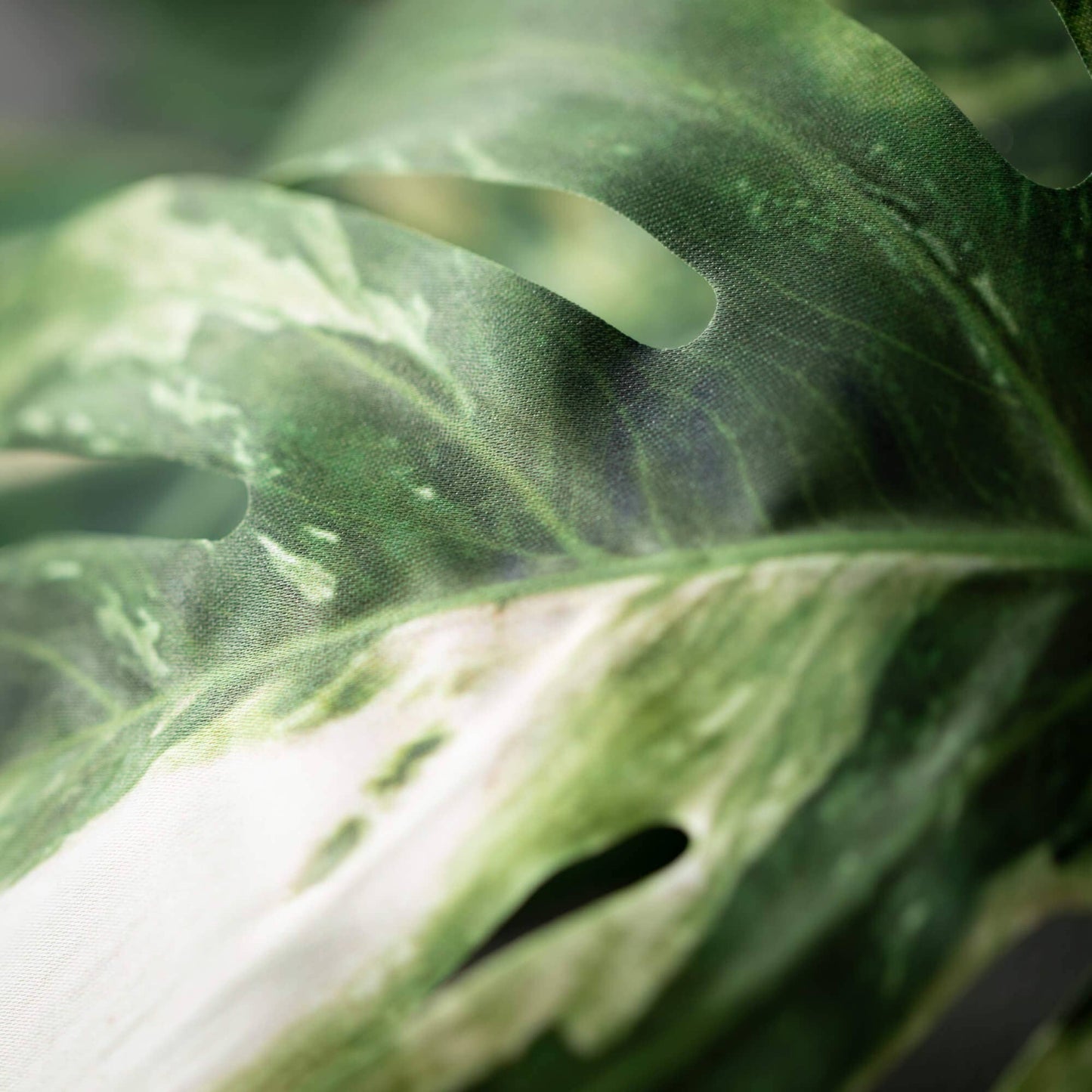 VARIEGATED  LEAF SPRAY