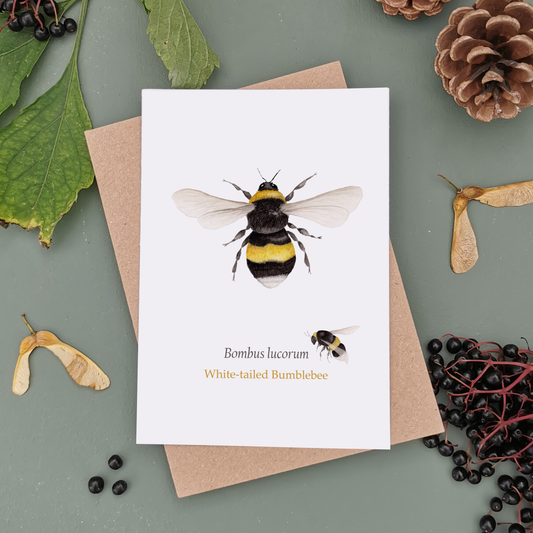 Bumblebee Greetings Cards - Botanical Bee Card