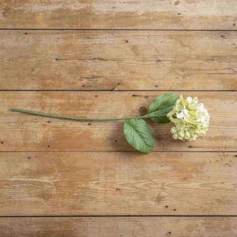 Light Green Hydrangea Stem