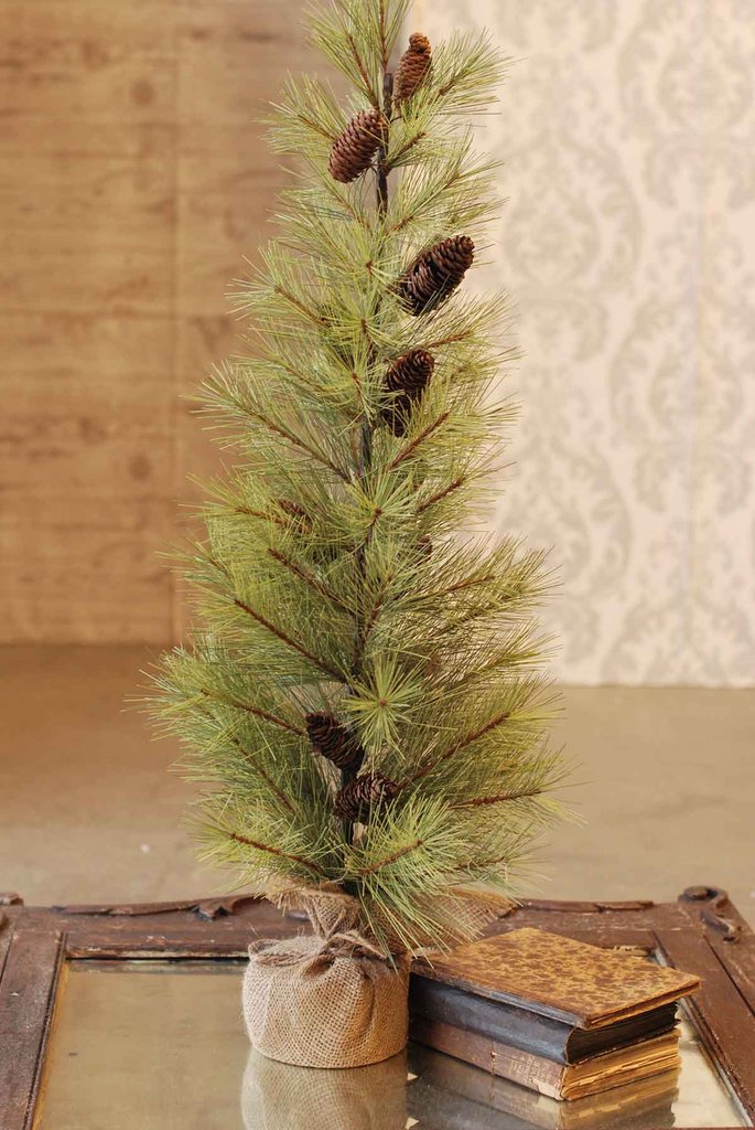 Longleaf Pine Tree with Burlap