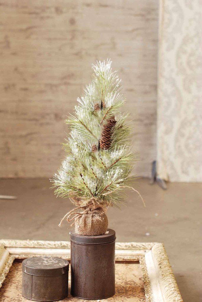 Longleaf Pine Tree with Burlap