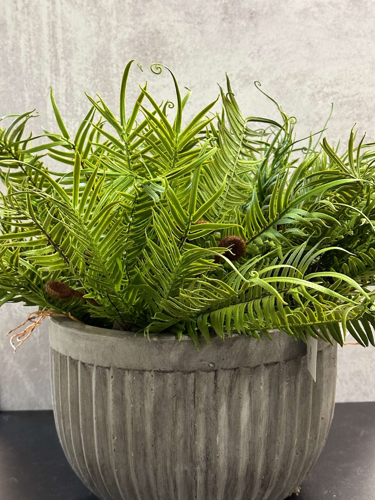 Fern Bush With Roots | 18" Dark Green