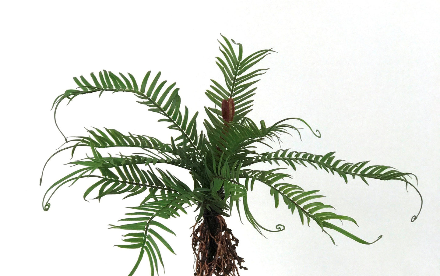 Fern Bush With Roots | 18" Dark Green