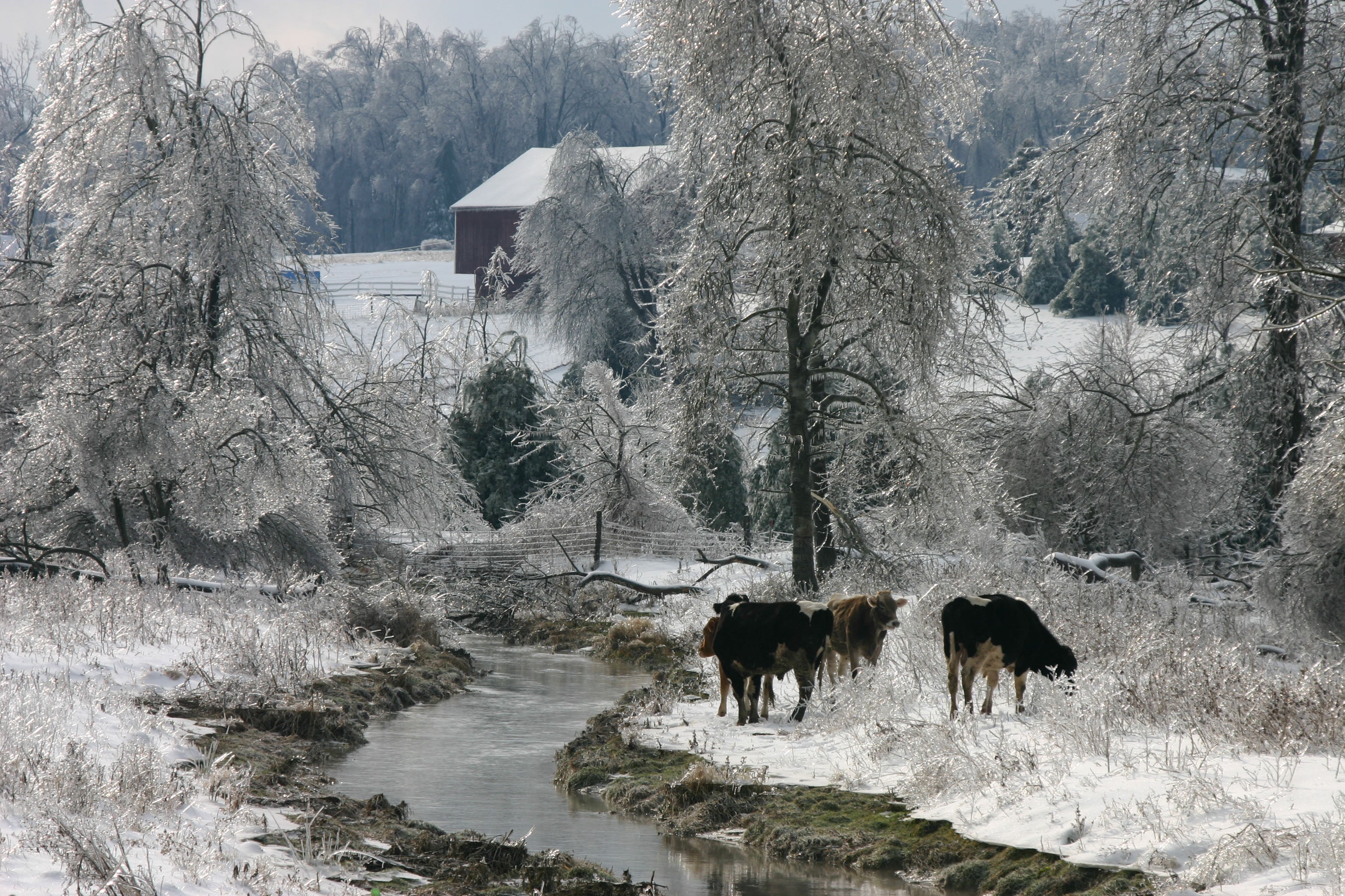 Assorted Shelfie | Winter Collection
